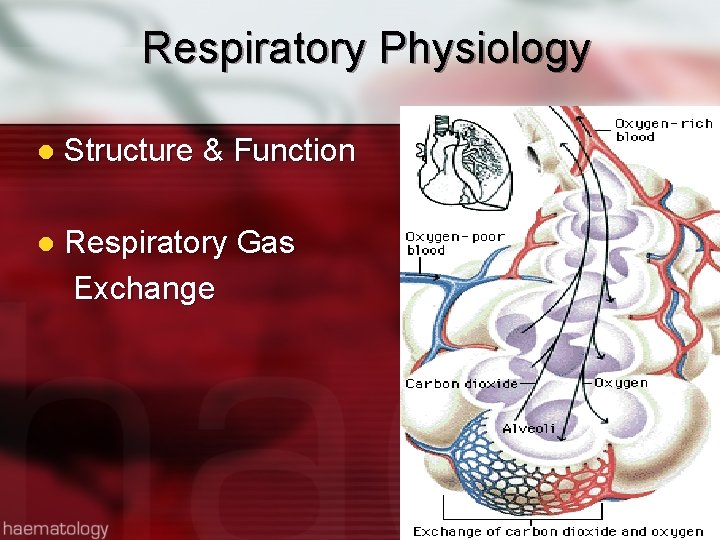 Respiratory Physiology l Structure & Function l Respiratory Gas Exchange 