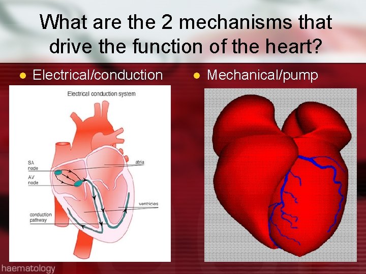 What are the 2 mechanisms that drive the function of the heart? l Electrical/conduction