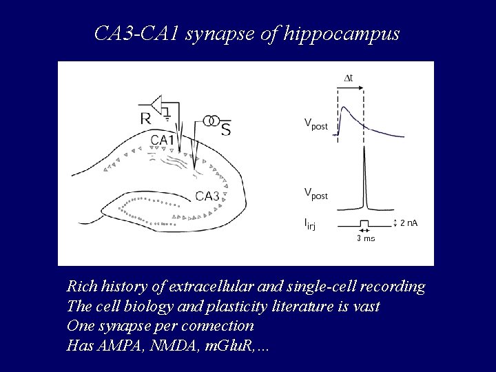 Learning rules in the hippocampus and cerebellum Sam