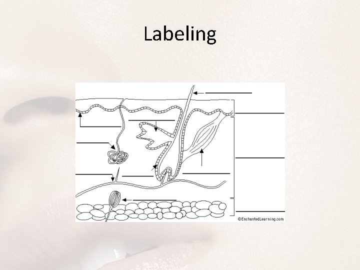 Labeling 