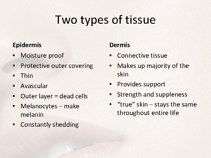 Two types of tissue Epidermis Dermis Moisture proof Protective outer covering Thin Avascular Outer