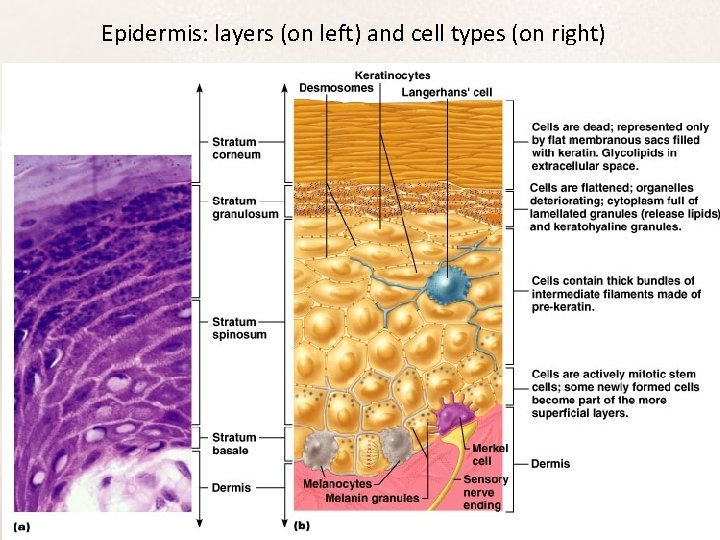 Epidermis: layers (on left) and cell types (on right) 