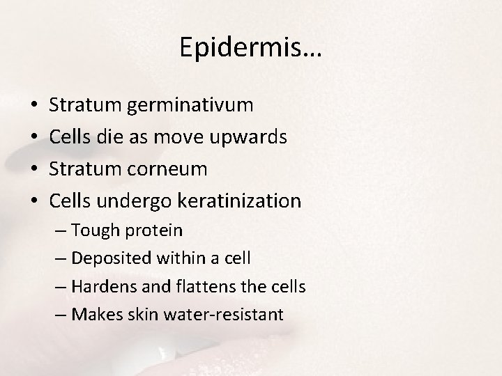 Epidermis… • • Stratum germinativum Cells die as move upwards Stratum corneum Cells undergo