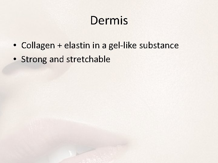 Dermis • Collagen + elastin in a gel-like substance • Strong and stretchable 