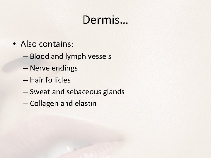 Dermis… • Also contains: – Blood and lymph vessels – Nerve endings – Hair