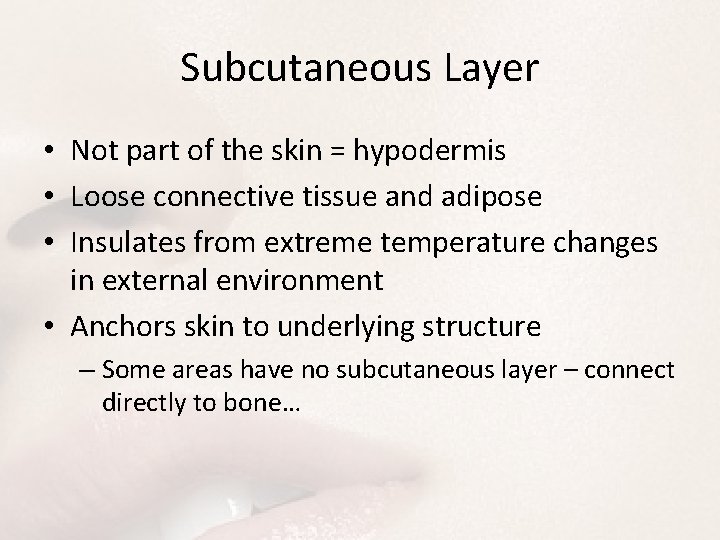 Subcutaneous Layer • Not part of the skin = hypodermis • Loose connective tissue