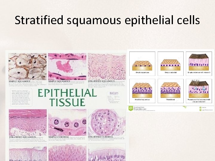Stratified squamous epithelial cells 