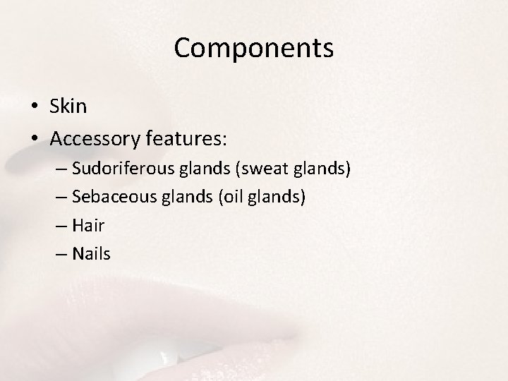 Components • Skin • Accessory features: – Sudoriferous glands (sweat glands) – Sebaceous glands