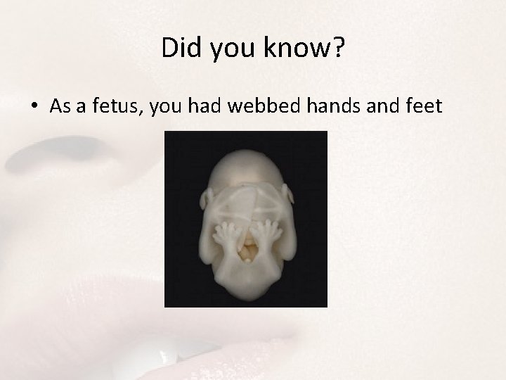Did you know? • As a fetus, you had webbed hands and feet 