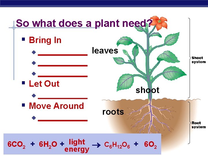 So what does a plant need? § Bring In ______ leaves u ___________ u