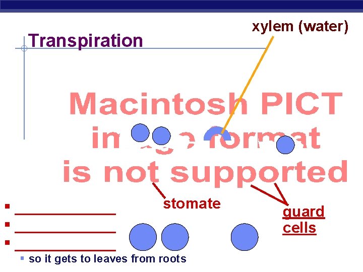 xylem (water) Transpiration O 2 § ____________ § so it. Biology gets Regents O