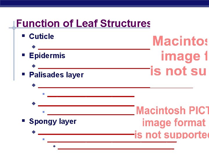 Function of Leaf Structures § Cuticle u ____________________ § Epidermis u ____________________ § Palisades