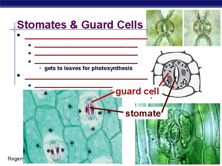 Stomates & Guard Cells § _________________ u u u ______________________________ § gets to leaves