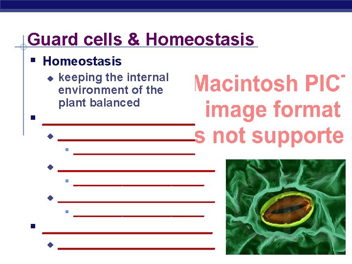 Guard cells & Homeostasis § Homeostasis u keeping the internal environment of the plant