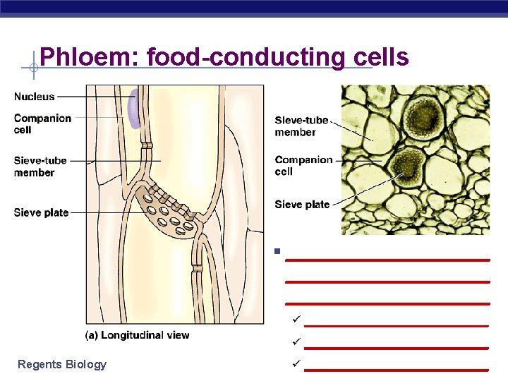 Phloem: food-conducting cells Regents Biology § ____________________ ü __________________ ü _________ 