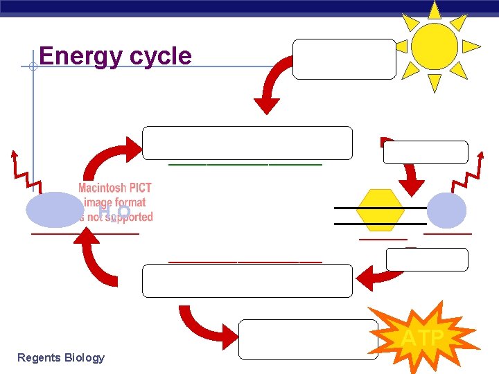 Energy cycle capture light energy Cellular Respiration synthesis __________ CO 2 __________ O 2