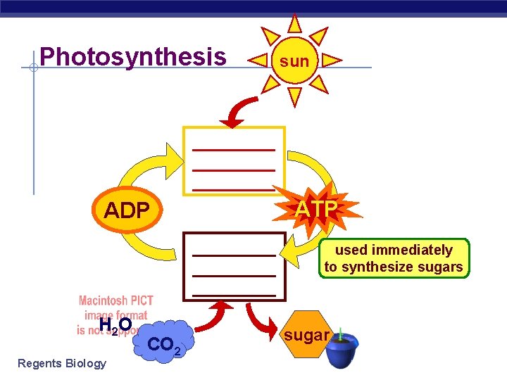 Photosynthesis sun _______ ATP ADP _______ H 2 O Regents Biology CO 2 used
