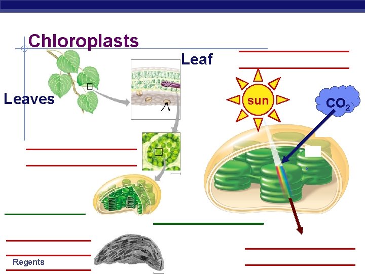 Chloroplasts Leaves Leaf _____________ sun CO 2 _____________ __________ Regents Biology _______________ 