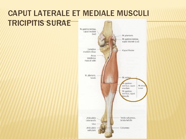 CAPUT LATERALE ET MEDIALE MUSCULI TRICIPITIS SURAE 