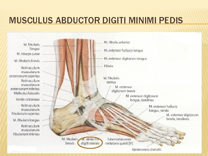 MUSCULUS ABDUCTOR DIGITI MINIMI PEDIS 