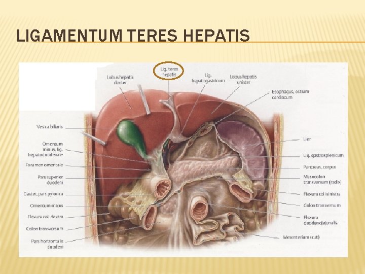 LIGAMENTUM TERES HEPATIS 