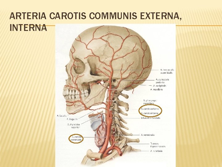 ARTERIA CAROTIS COMMUNIS EXTERNA, INTERNA 