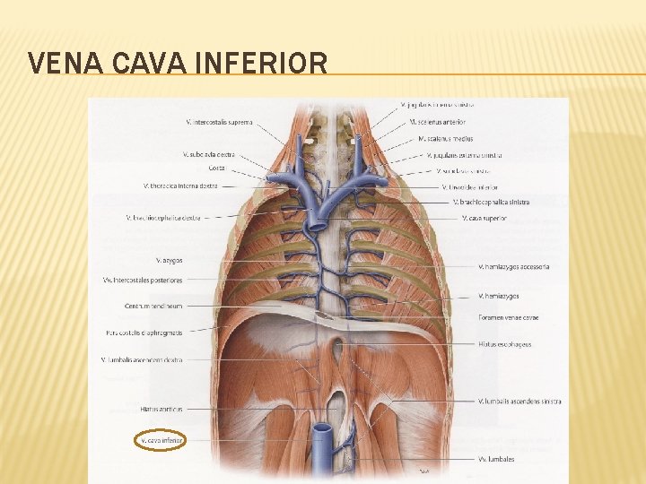 VENA CAVA INFERIOR 