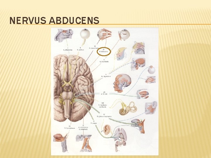 NERVUS ABDUCENS 