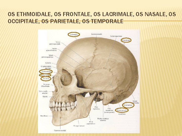 OS ETHMOIDALE, OS FRONTALE, OS LACRIMALE, OS NASALE, OS OCCIPITALE, OS PARIETALE, OS TEMPORALE