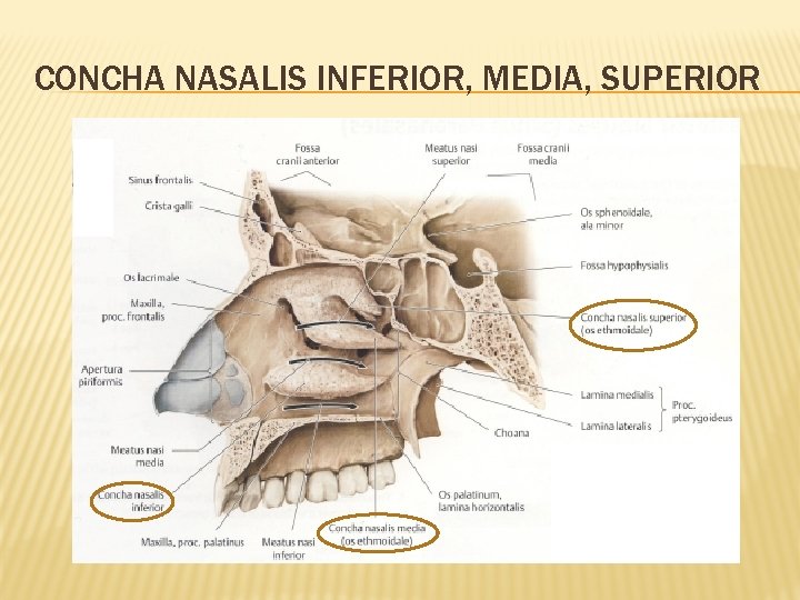 CONCHA NASALIS INFERIOR, MEDIA, SUPERIOR 