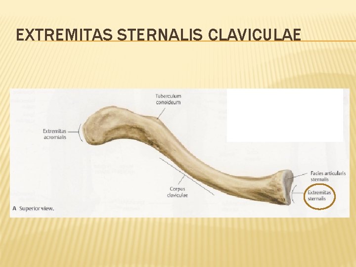 EXTREMITAS STERNALIS CLAVICULAE 