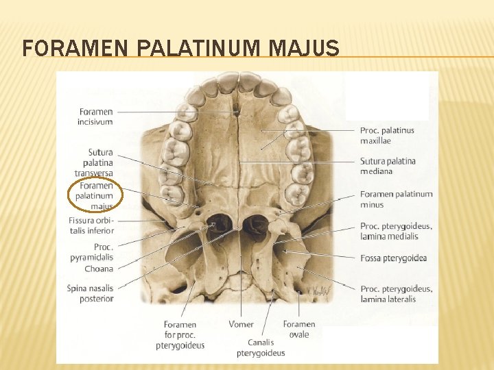 FORAMEN PALATINUM MAJUS 