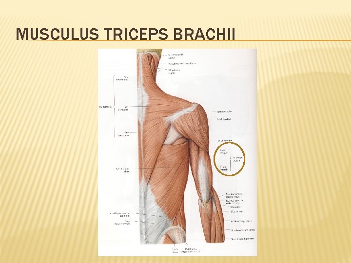 MUSCULUS TRICEPS BRACHII 