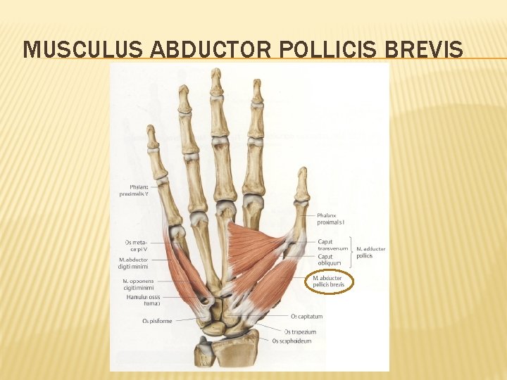 MUSCULUS ABDUCTOR POLLICIS BREVIS 