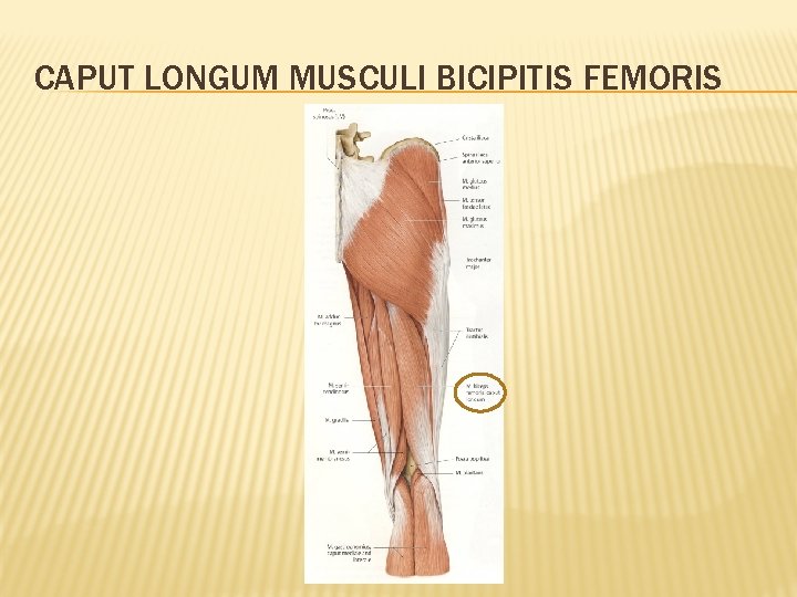 CAPUT LONGUM MUSCULI BICIPITIS FEMORIS 