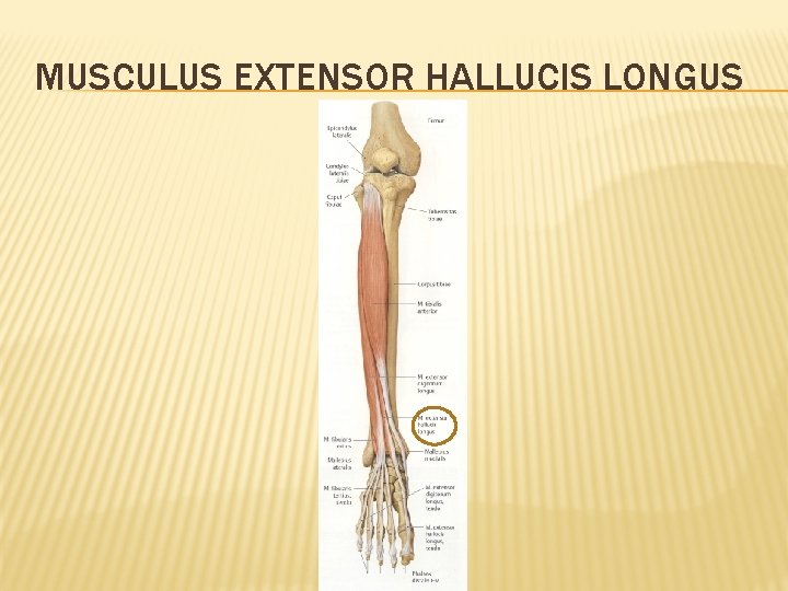 MUSCULUS EXTENSOR HALLUCIS LONGUS 