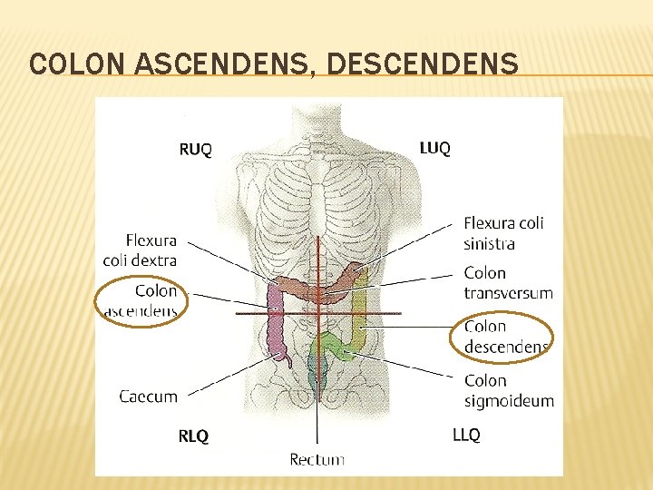 COLON ASCENDENS, DESCENDENS 