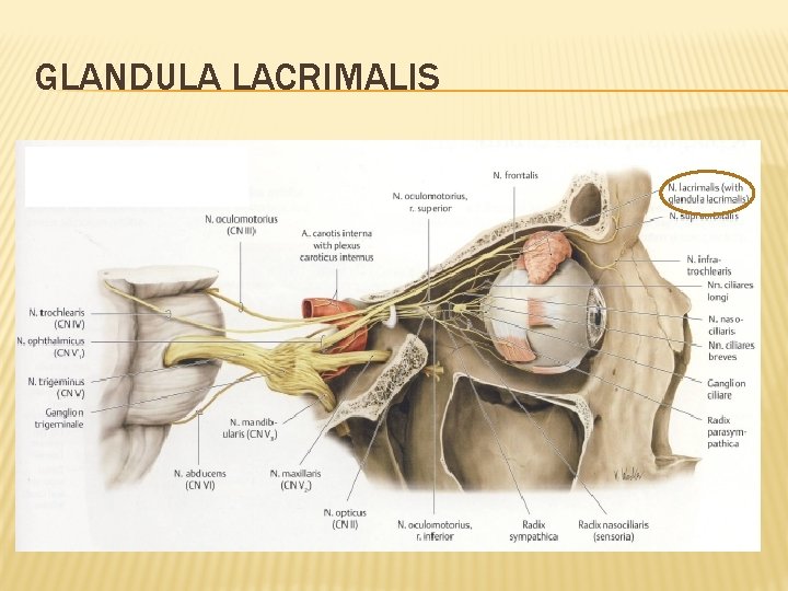 GLANDULA LACRIMALIS 