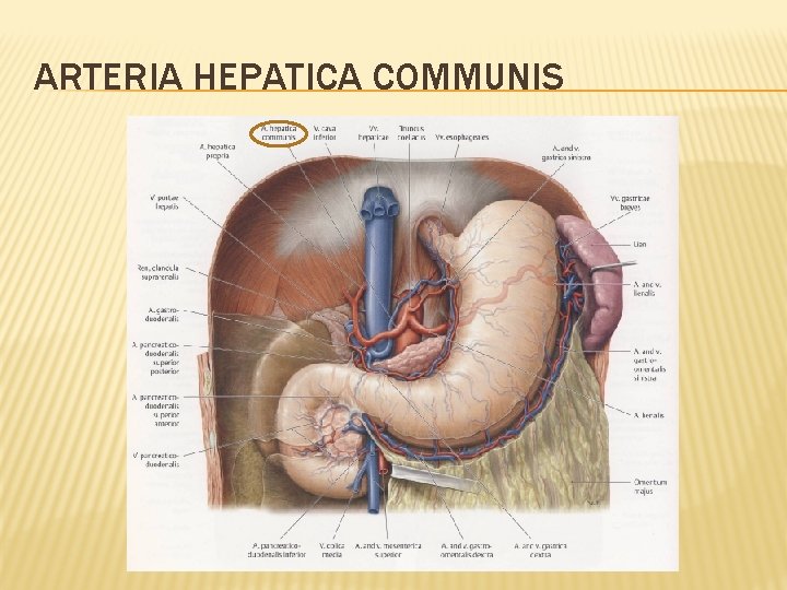 ARTERIA HEPATICA COMMUNIS 