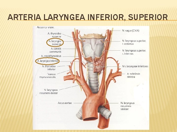 ARTERIA LARYNGEA INFERIOR, SUPERIOR 