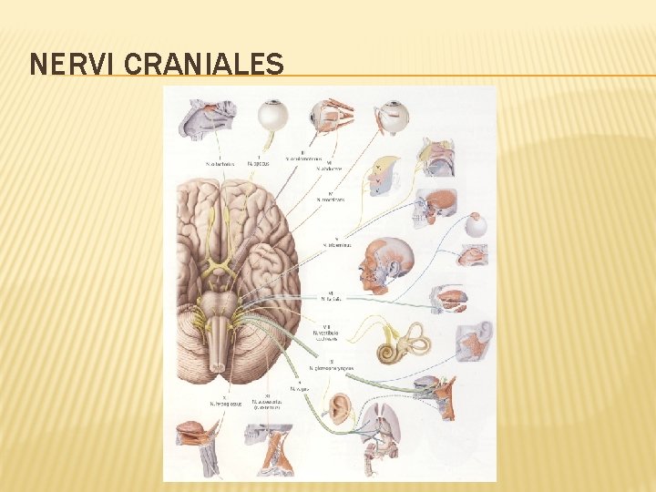 NERVI CRANIALES 