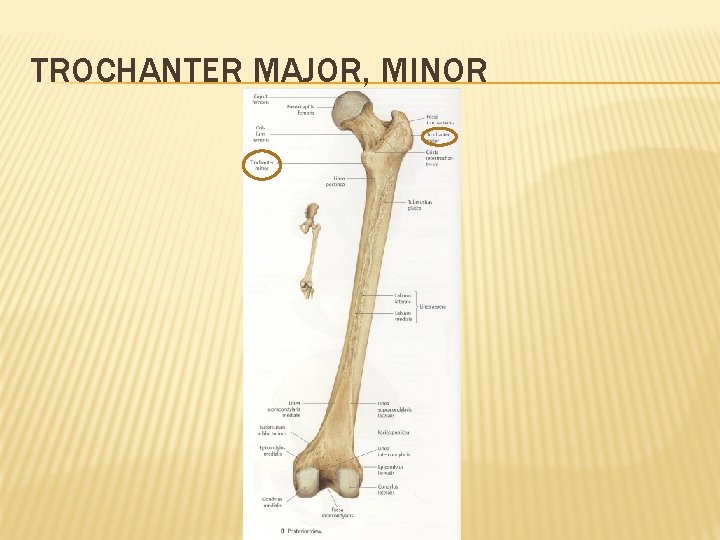 TROCHANTER MAJOR, MINOR 