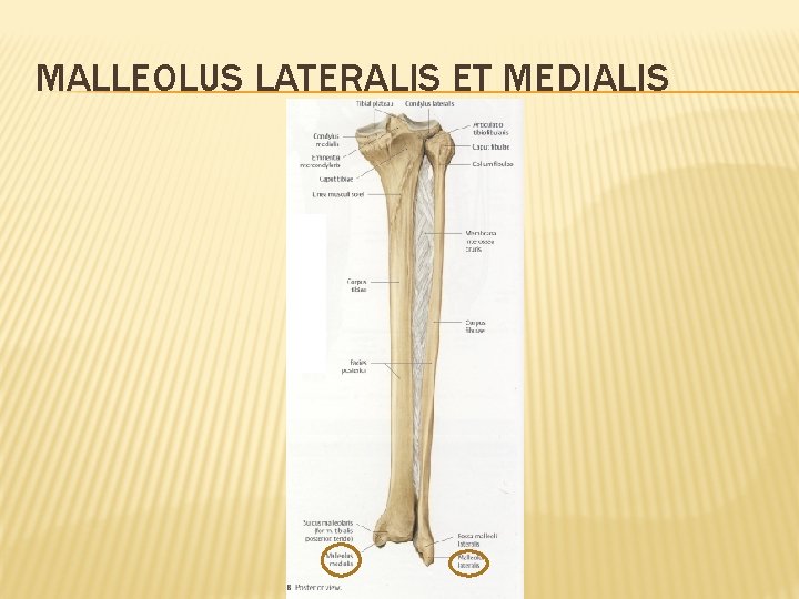 MALLEOLUS LATERALIS ET MEDIALIS 