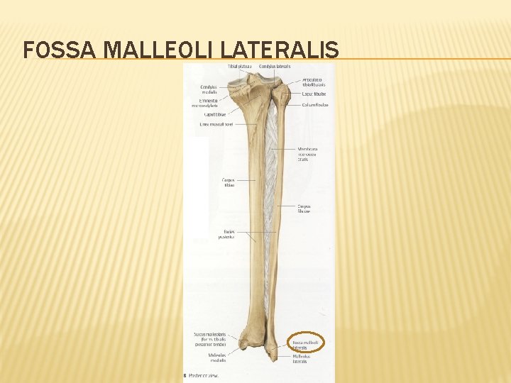 FOSSA MALLEOLI LATERALIS 