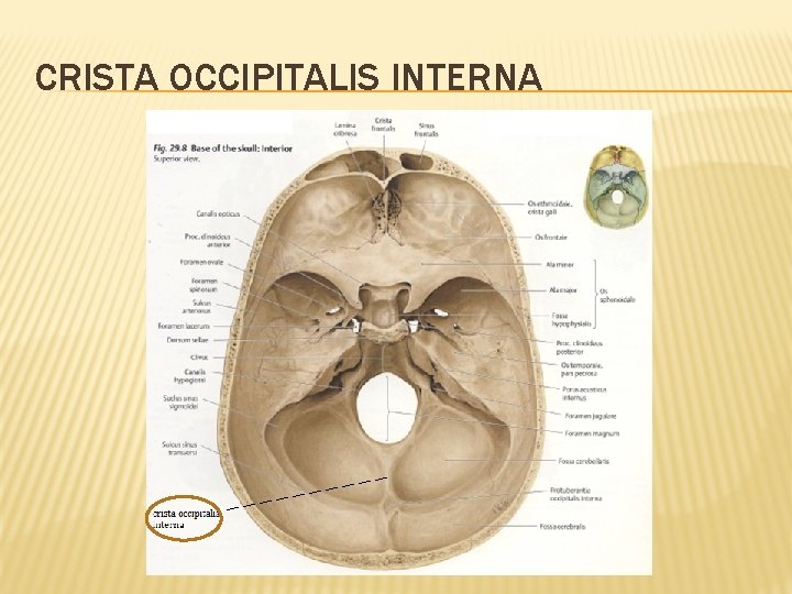 CRISTA OCCIPITALIS INTERNA 