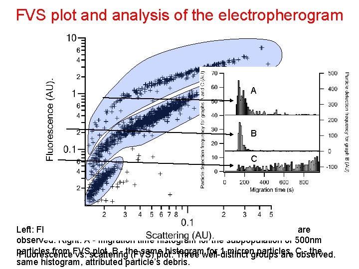 FVS plot and analysis of the electropherogram A B C Left: Fluorescence vs. scattering FVS plot and analysis of the electropherogram A B C Left: Fluorescence vs. scattering