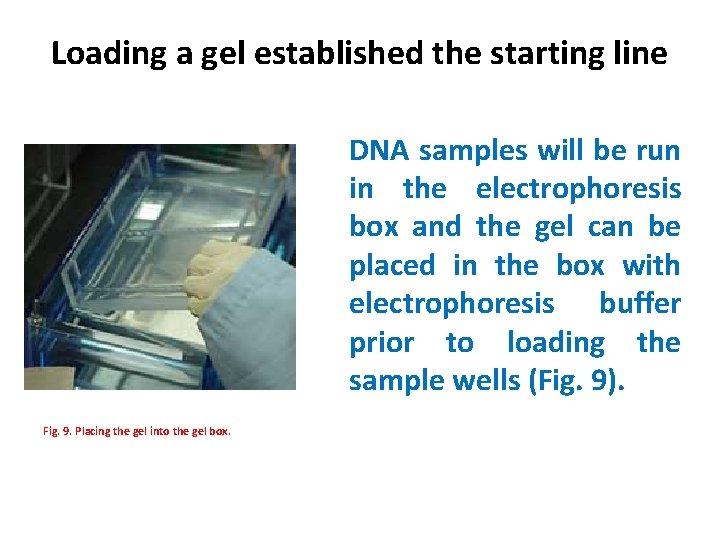 Loading a gel established the starting line DNA samples will be run in the