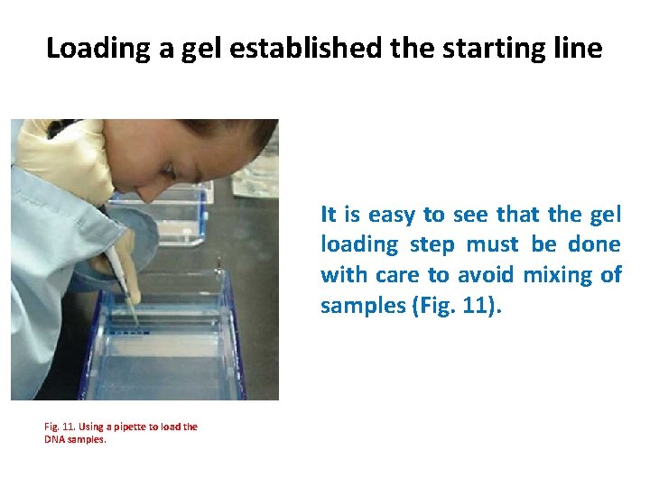 Loading a gel established the starting line It is easy to see that the