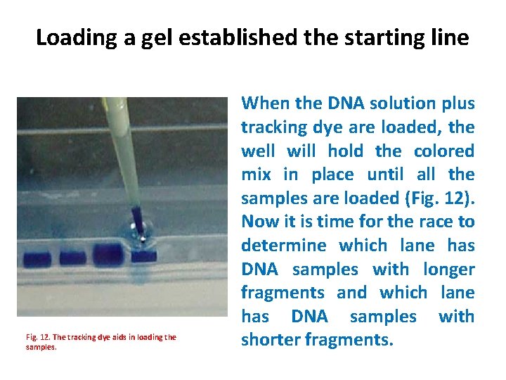 Loading a gel established the starting line Fig. 12. The tracking dye aids in