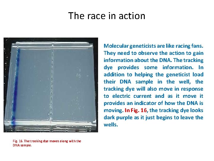 The race in action Molecular geneticists are like racing fans. They need to observe